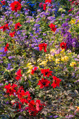 Red and Blue Flowers