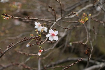 cherryblossoms
