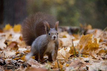 Red squirrel in autumn forest. Czech Republic.