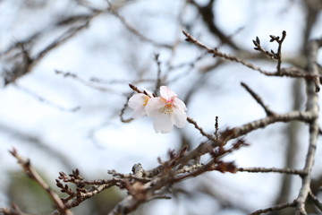 cherryblossoms