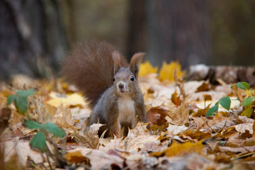 Red squireel in autumn leaves. Czech Republic.