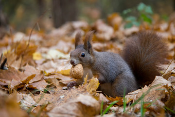 Naklejka na ściany i meble Red squirrel with a nut in autumn leaves. Czech Republic.