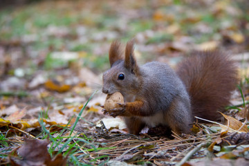 Naklejka na ściany i meble Red squirrel with a nut. Czech Republic.