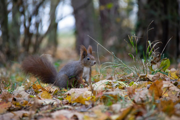 Red squirrel in autumn forest. Czech Republic.