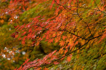 Autumn leaves in Japan, Park in Narita city, Chiba prefecture