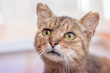 Portrait of an old cat, who looks closely at the top, close-up_