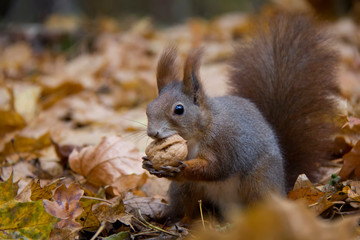 Red squirrel with a nut in autumn forest. Czech Republic.