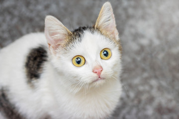 Portrait of a young white cat, who looks closely at the top, close-up_