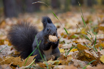 Squirrel with a nut in autumn forest. Czech Republic.