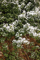 crown tree in winter