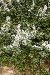 crown tree in winter