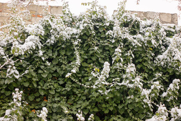crown tree in winter