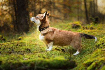 Welsh corgi pembroke dog in forest portrait