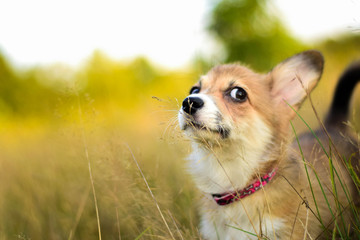 Welsh corgi pembroke dog in forest portrait