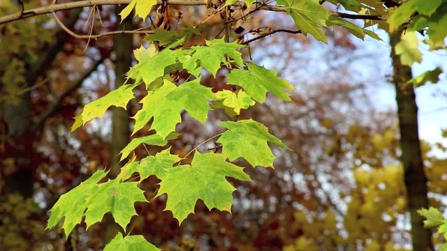 gr&uuml;ne Bl&auml;tter f&auml;rben sich gelb, Herbst Hintergrund Video Footage, full HD 1080p 25 fps