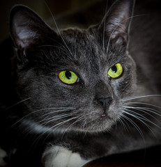 Black cat with glowing green eyes. Close-up of a predatory face