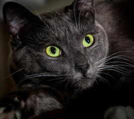 Black cat with glowing green eyes. Close-up of a predatory face