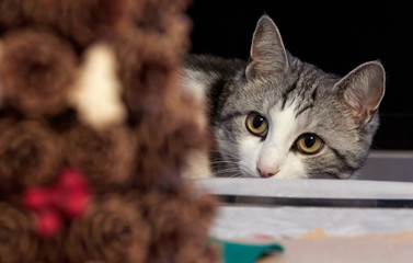 Cute cat of black and white color with yellow eyes is closely watching the events.