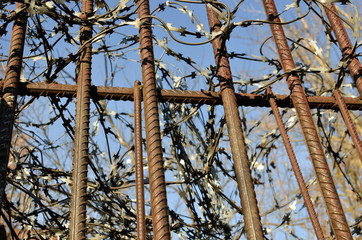 Metal rods, rusty reinforcement with barbed wire