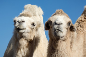 two white camels