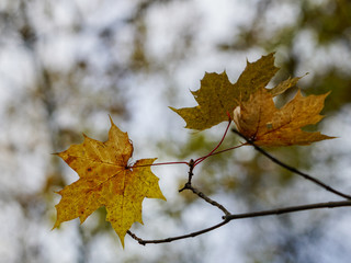 Fototapeta na wymiar the last leaves of the maple tree in autumn, blur background