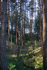 In forest. Autumn, Czech Republic.