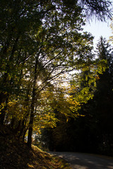 Sunlight in the tree. Autumn, Czech Republic.