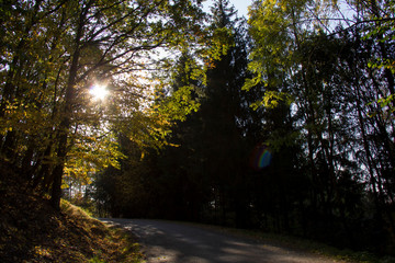 Sunlight in the tree. Autumn, Czech Republic.