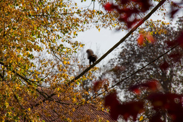 Squirrel with baby on high-voltage power lines. Czech Republic.