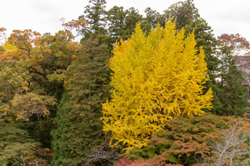 Autumn leaves in Japan, Park in Narita city, Chiba prefecture