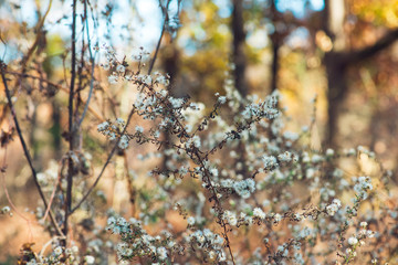 Tiny white dried flowers glow in late afternoon winter sun against a colorful blurred background.