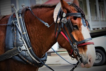 Harnessed Work Horses Pulling A Carriage