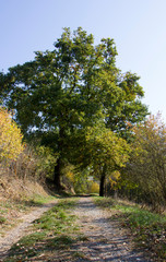 Path in autumn. Czech Republic.