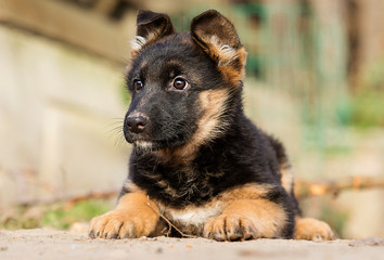 German Shepherd puppy for a walk