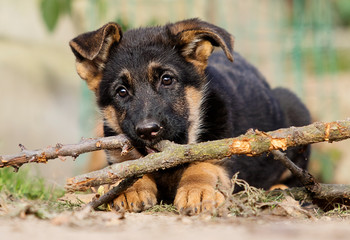 German Shepherd puppy for a walk