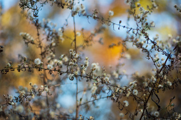 Tiny white dried flowers glow in late afternoon winter sun against a colorful blurred background.