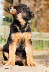 German Shepherd puppy for a walk