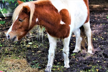 Naklejka na ściany i meble Spotted Shetland Pony in South Carolina