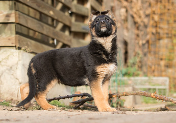 German Shepherd puppy for a walk