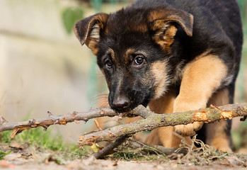 German Shepherd puppy for a walk