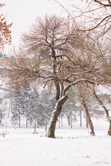 Fototapeta na wymiar trees under the snow