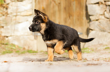 German Shepherd puppy for a walk