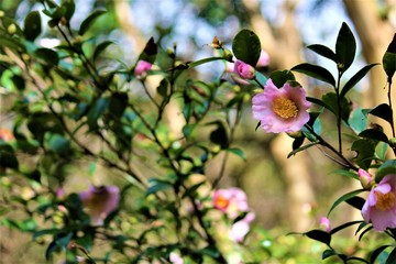 Pink Camellia Bush In South Carolina