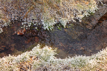 Forest stream in winter