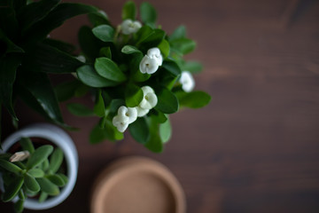Naklejka na ściany i meble Little flowers on table