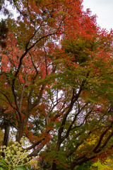 Autumn leaves in Japan, Park in Narita city, Chiba prefecture