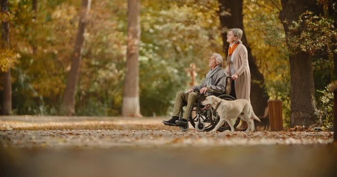Senior caucasian woman going down the road in autumn park with her paralyzed husband in wheelchair, walking theit cheerful golden labrador - old people, retirement 4k