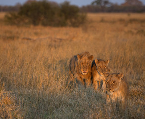 lions walking in the savannah