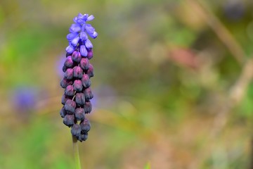 Muscari 537