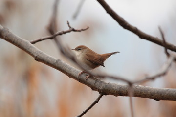 Cetti's common warbler in wet areas throughout Italy